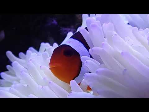 Klaun očkatý v Sasance kučeravé - Clownfish in Sebay Anemone