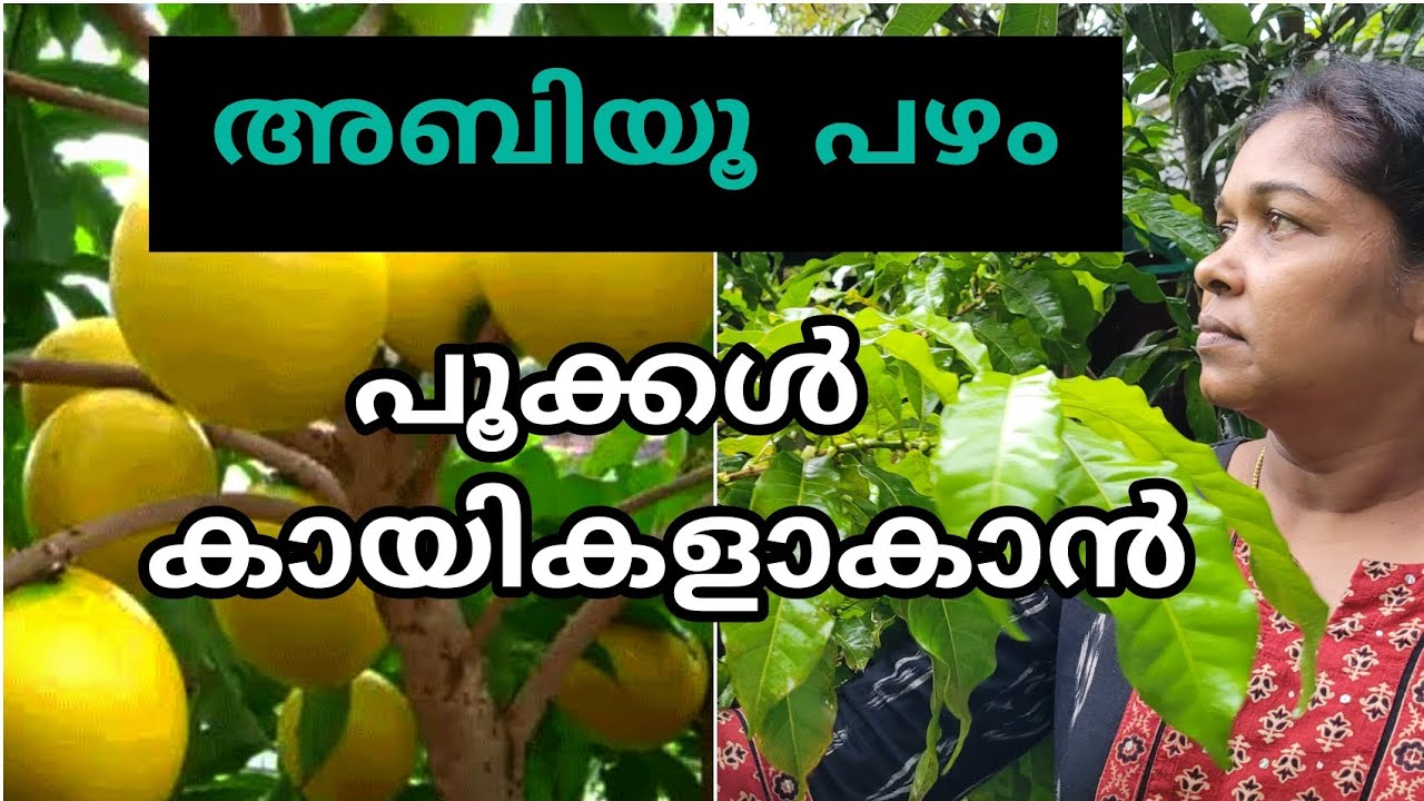ഞാൻ ചെയ്യുന്നത് |അബിയു ഫ്രൂട്ട് പൂക്കൾ കായ്കൾ ആകാൻ|Abhiu fruit