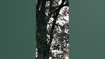 dang hawk 🕊️ done caught a squirrel 🐿️ #shorts
