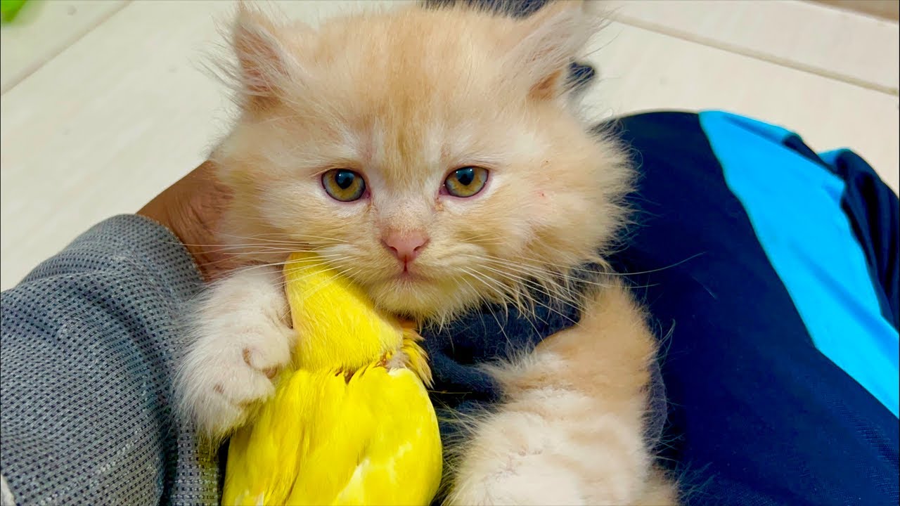 Cute Cat’sMom is live