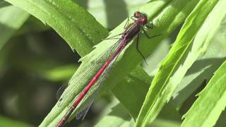 Large Red Damselfly Large Red Damselfly