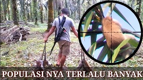 MENGURANGI POPULASI KERA EKOR PANJANG