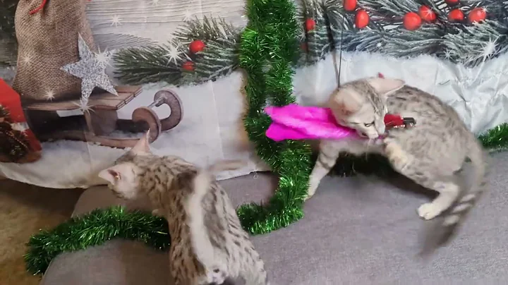 Watch the video about Egyptian Mau Kitten Play