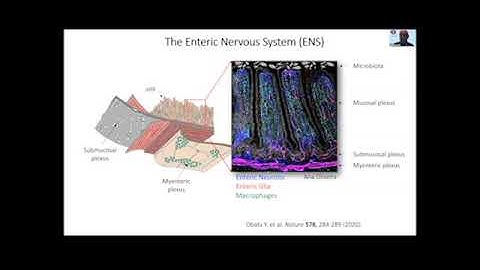 Basic Concepts in Neurogastroenterology: The Microbiome and ENS Development
