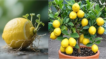 NEW ADVANCED TECHNIQUE uses Coca Cola to propagate lemon trees to produce fruit quickly