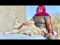 Dogs Belly Rub Therapy By Mom | German Shepherd and Labrador Retriever Videos