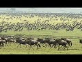 Wildebeest Migration crossing in the Maasai Mara River, Kenya Africa