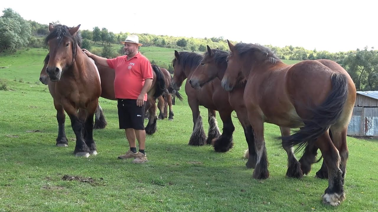 Caii lui Ion de la Monor, Bistrita Nasaud - 2025 Nou!!!