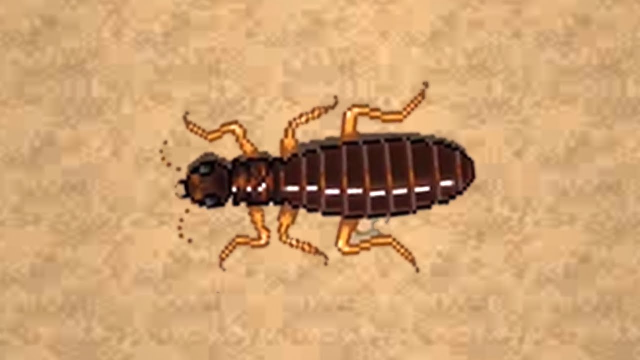 Pocket Ants The King of Termites dances to the music! YouTube