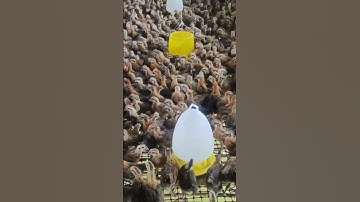 #A farm where thousands of chicks are raised #poultry#farming#shorts