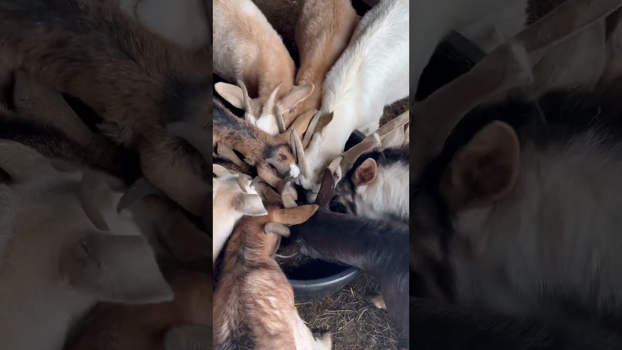 Giving our goats fermented ALFALFA HAY for the first time 