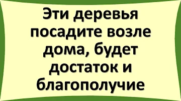 Эти деревья посадите возле дома, будет достаток и благополучие