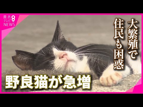 “猫の島”で急増する猫に困惑の住民  猫との共生を目指す“地域猫”活動　殺処分数全国5位の兵庫県・家島