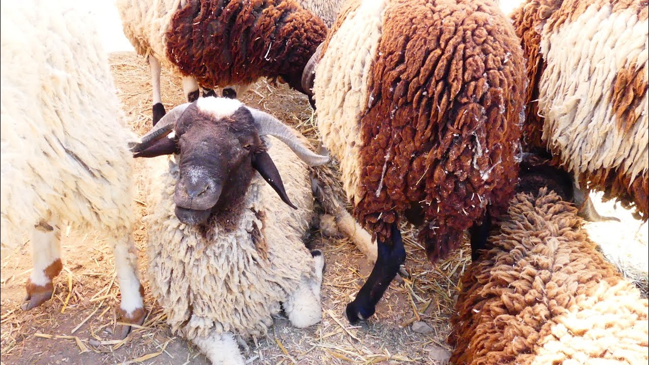 فكرة على أسوام العلوش في رحبة المنيهلة