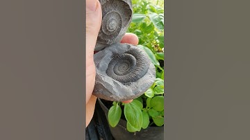 #fossilhunter cracked open this beach pebble to reveal #ammonite #fossil #whitby #shorts