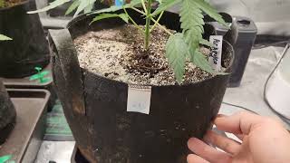 Weekly update Octopot grow #12 Acapulco Gold auto,Great White Shark, Jack Herer, White Rhino. Day 40