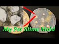 My New Pet Slime Mold