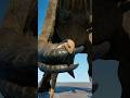 【残酷すぎる】Dレックスがホマロケファレを食べる瞬間！ /[Too cruel] The moment a D-Rex eats a Homalocephale! Jurassic World