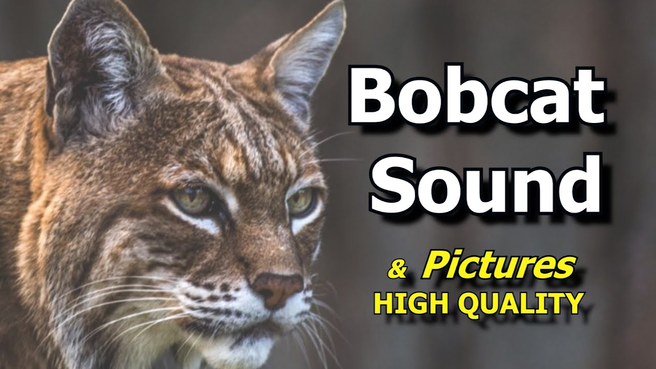 does-a-bobcat-sound-like