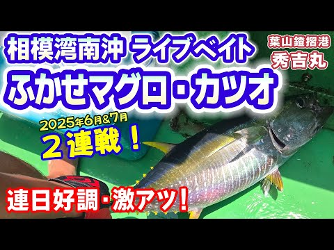 相模湾南沖ライブベイト】2連戦☆ふかせマグロ・カツオ船◇初戦の