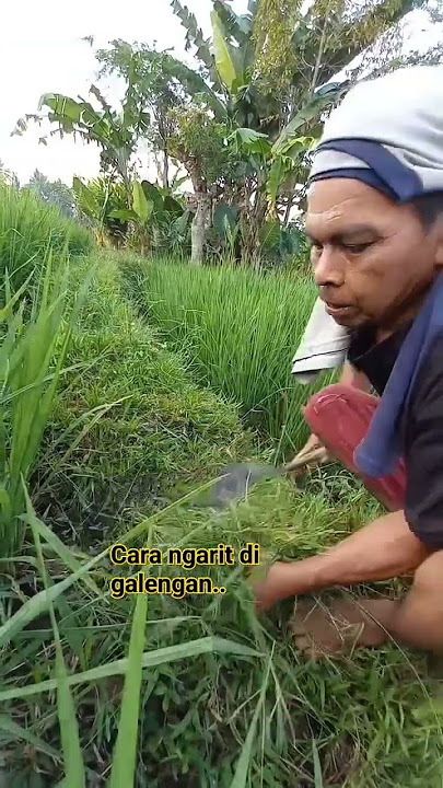 Cara Ngarit di Galengan Sawah ala Mang Miskat #shortvideo #shortsviral #shortpants #goat