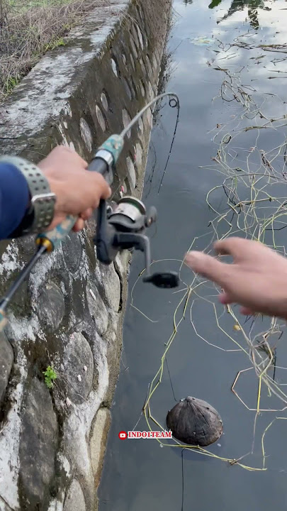 STRIKE OF MONSTER BABON SIZE POND EEL😱