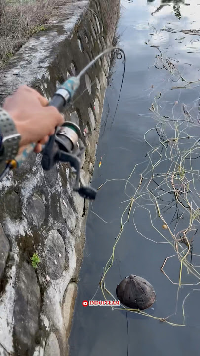 STRIKE OF MONSTER BABON SIZE POND EEL😱