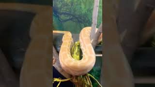 Famous Pearl (Albino Hypo ) Burmese Python ! #burmesepython #reptile #pets #animals #snake #python #youtube Profile