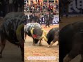 闘牛が人間を振り払い、即座に他の牛と激突！農村の伝統競技「牛王争霸」の熱狂シーン【闘牛 衝撃映像】