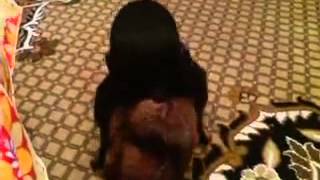 Супер прикол с собакой Смотреть всем 14 Супер прикол с собакой Смотреть всем 14