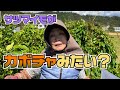 サツマイモがカボチャみたいになりました