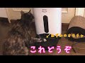 自動給餌器におもちゃを献上してごはんをもらおうとする、べっこう猫のつむぎさん
