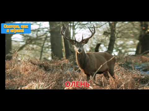 ЛЕСНЫЕ ЖИВОТНЫЕ для детей - развивающие мультики про животных.Учим животных. Карточки домана