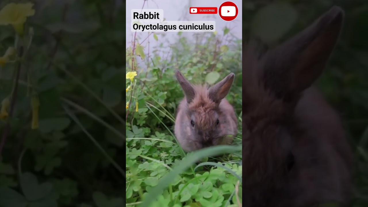Oryctolagus cuniculus 
