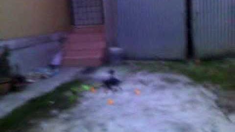 belt cp v2 after crash repair