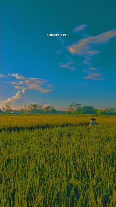 Story Wa Lagu Jawa #story #storywa #padi #sawah