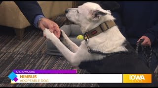"He is literally such a good dog!" Chill Nimbus is available for adoption at the ARL