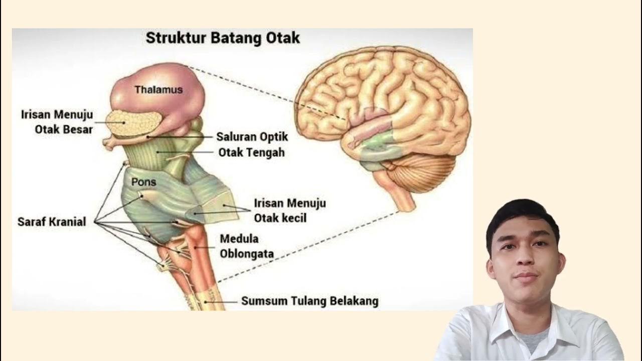 варолиев мозг строение. задний мозг варолиев мост. головной мозг варолиев мост. варолиев мост отдел мозга. строение головного мозга варолиев мост.