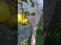 #сад #яблоки  как яблоки  растут
