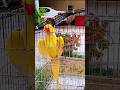 My parrot funny moment:🤣🤣🦜🦜 #shorts #viral