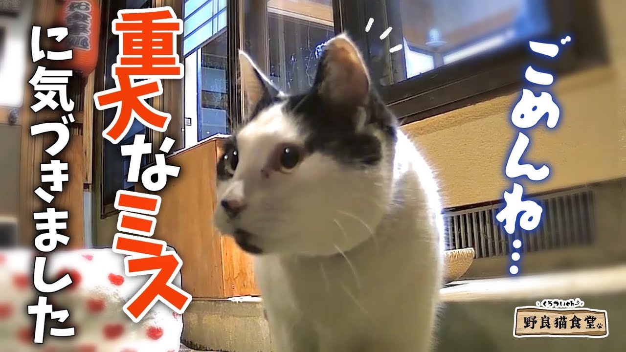 【野良猫食堂】常連のお客様に訂正とお詫びを致します🙇‍♀️