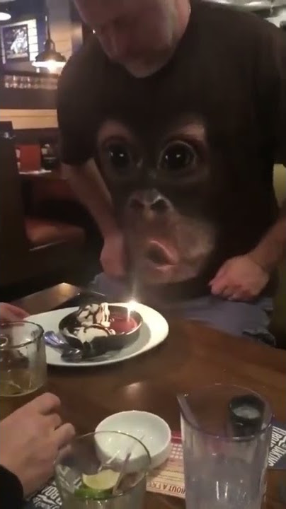 Monyet Di Perut Manusia