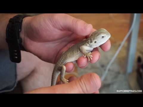 RAPTOR REPTLES: How To Tame Your Bearded Dragon