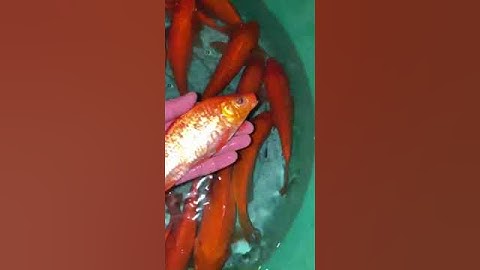 cá chép đỏ ông công ông táo lh0983517796