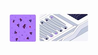 Organ-on-Chip Studies Workflow (3/6) Dosing with PhysioMimix OOC from CN Bio