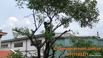 Cắt tỉa cây cảnh lớn trong sân vườn.0917183271