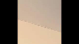 Setangkai bunga mawar