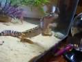Milo the gecko