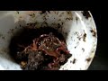 Калифорнийский червь на корм КУРАМ. Как повысить яйцекладку у КУР.