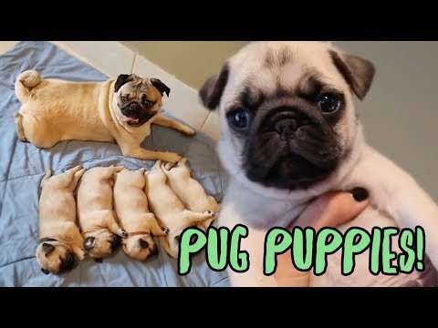 Pug Puppy Compilation - YouTube